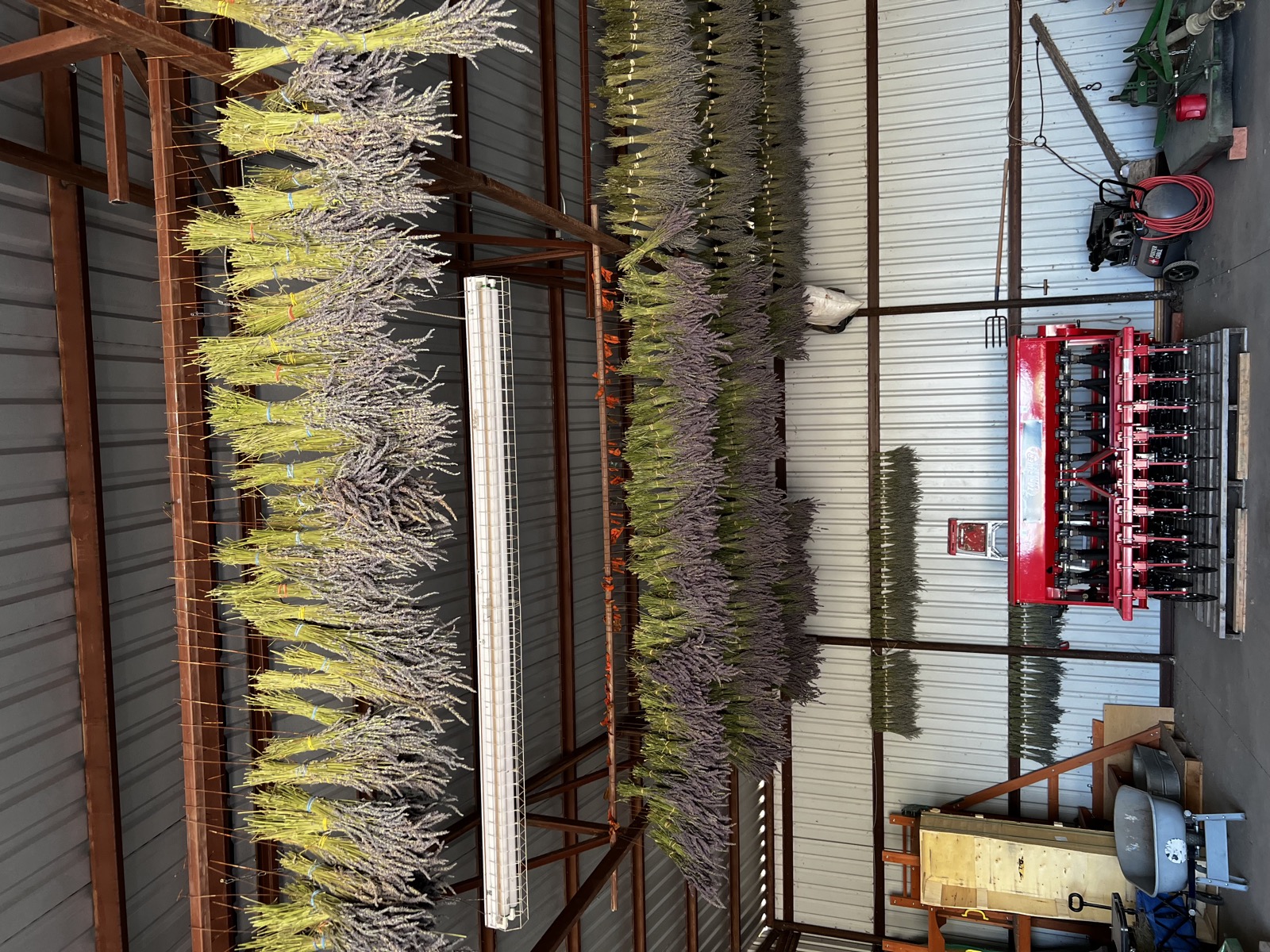 Bundles of lavender hanging to dry in the barn