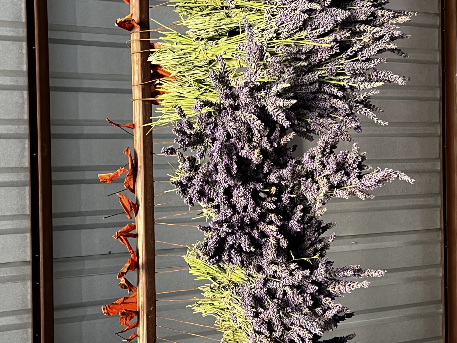 Rows of lavender bundles drying under the barn rafters